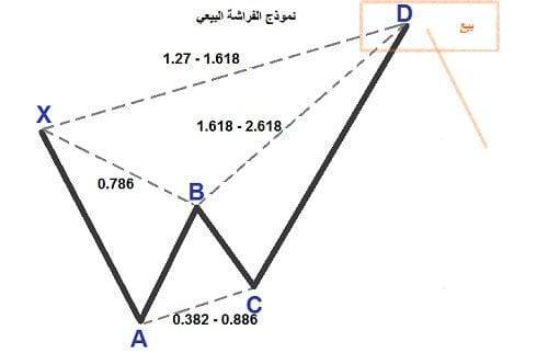 نموذج الفراشة 