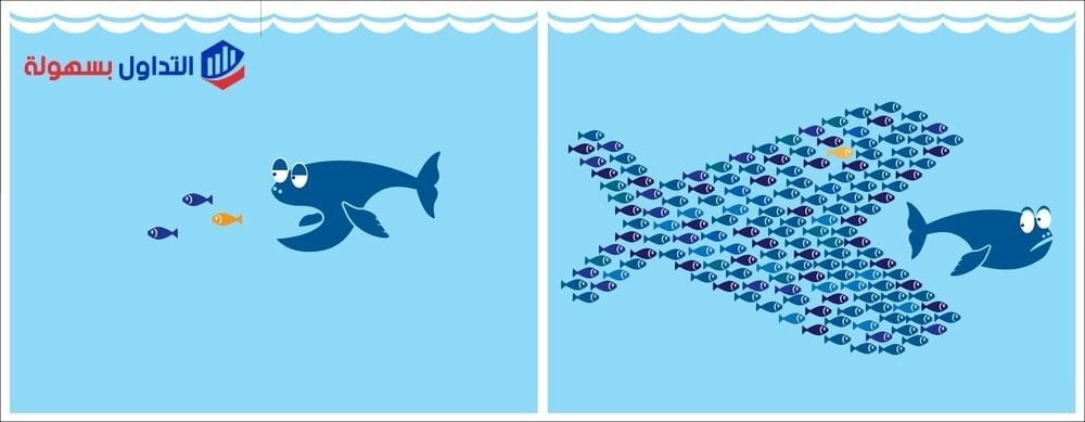 نشاط الفوركس